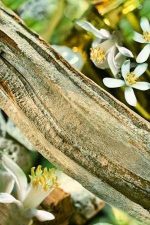 BVLGARI Bvlgari Man Wood Neroli parfumovaná voda pre mužov