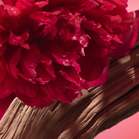 Cacharel Yes I Am Bloom up Eau de Parfum til kvinder