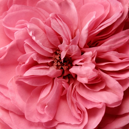 Chantecaille Rose de Mai Cleansing Balm balsamo struccante e detergente