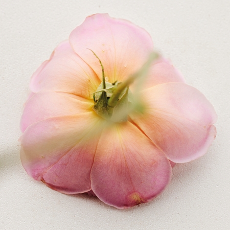 Chloé Atelier des Fleurs Rosa Damascena Eau de Parfum für Damen