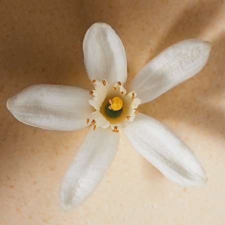 Chloé Atelier des Fleurs Neroli Eau de Parfum für Damen