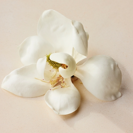 Chloé Atelier des Fleurs Magnolia Alba Eau de Parfum pentru femei