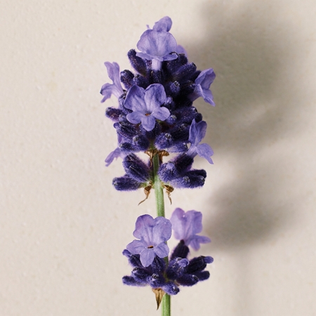 Chloé Atelier des Fleurs Lavanda Eau de Parfum pentru femei