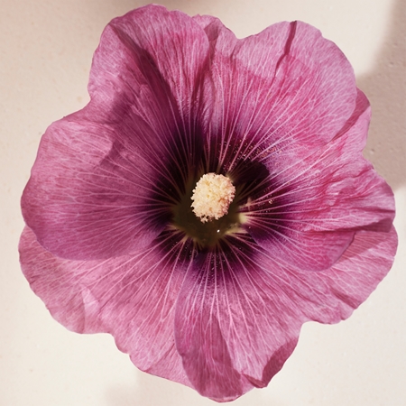 Chloé Atelier des Fleurs Hibiscus Abelmoschus parfémovaná voda pro ženy