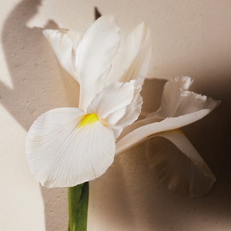 Chloé Atelier des Fleurs Iris Eau de Parfum pentru femei
