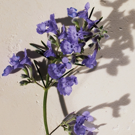 Chloé Atelier des Fleurs Hysope parfémovaná voda pro ženy
