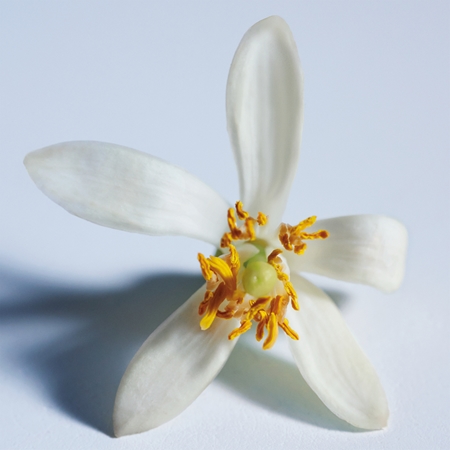 Chloé Atelier des Fleurs Nuit d'Oranger Eau de Parfum für Damen