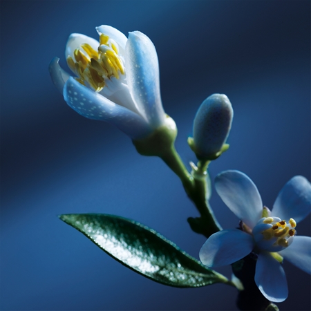 Chloé Atelier des Fleurs Nuit d'Oranger Eau de Parfum für Damen