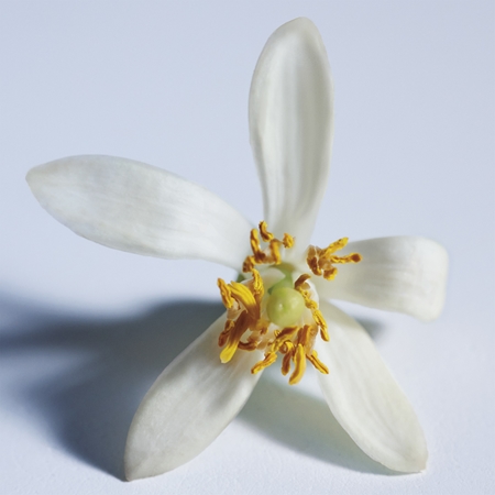 Chloé Atelier des Fleurs Nuit d'Oranger parfémovaná voda pro ženy