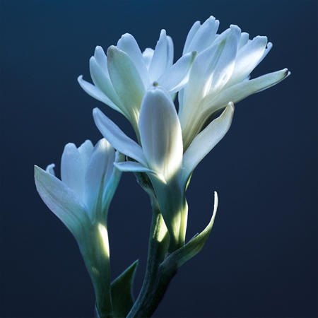 Chloé Atelier des Fleurs Tubéreuse Lazuli parfémovaná voda pro ženy