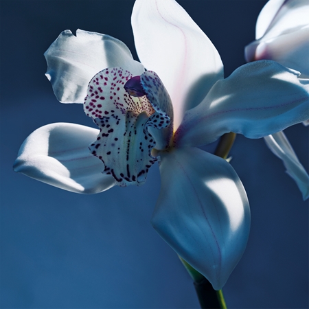 Chloé Atelier des Fleurs Orchidée de Minut parfumovaná voda pre ženy
