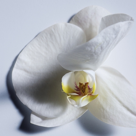 Chloé Atelier des Fleurs Orchidée de Minut parfumovaná voda pre ženy