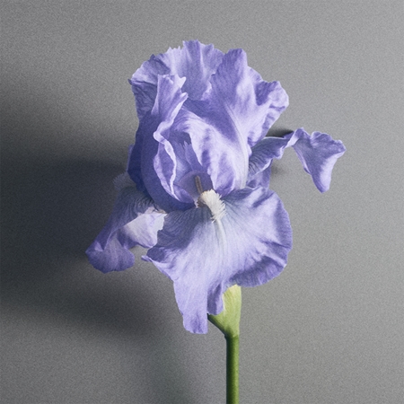 Creed Iris Debonair parfumovaná voda unisex