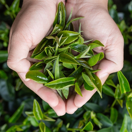 Fluidum Jasmine Green Tea BIO flüssiger Bio-Extrakt
