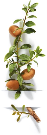 Garnier Bio Argan balsam de ingrijire pentru pielea uscata sau foarte uscata
