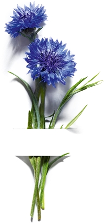 Garnier Bio Cornflower micelárna voda