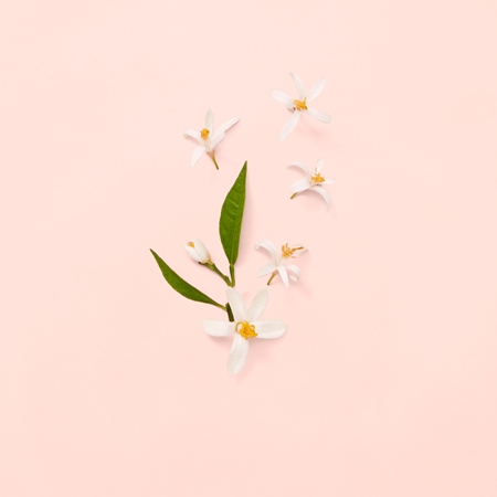 Gucci Bloom Eau de Toilette für Damen