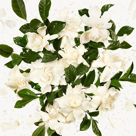 Gucci Flora Gorgeous Gardenia Eau de Parfum για γυναίκες Refill