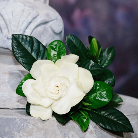 Gucci Flora Gorgeous Gardenia toaletní voda pro ženy