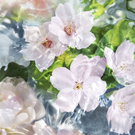 GUERLAIN Aqua Allegoria Flora Cherrysia Eau de Toilette για γυναίκες