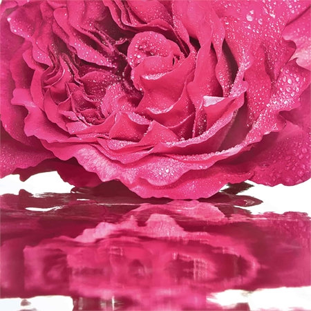 GUERLAIN Mon Guerlain Bloom of Rose coffret para mulheres