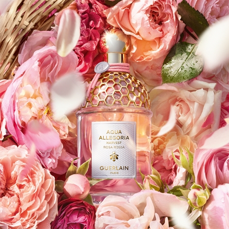 GUERLAIN Aqua Allegoria Rosa Rossa Harvest Eau de Toilette für Damen limitierte Edition
