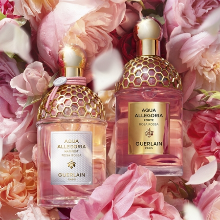 GUERLAIN Aqua Allegoria Rosa Rossa Harvest Eau de Toilette für Damen limitierte Edition