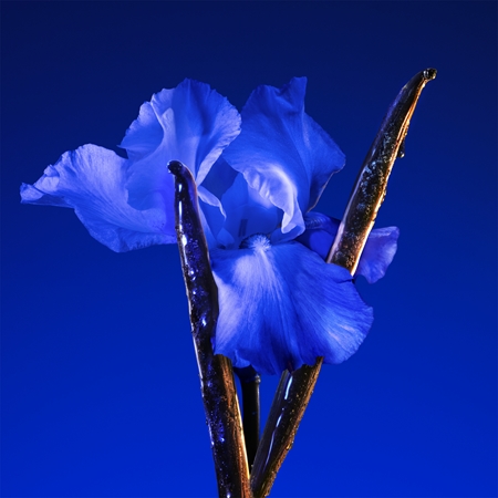 KENZO Flower by Kenzo Ikebana Indigo Eau de Parfum para mujer
