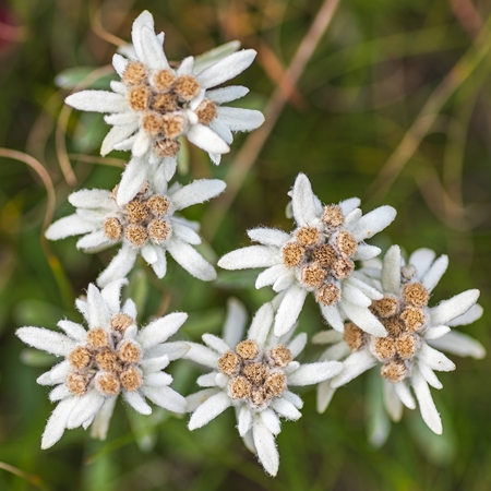 Klorane Quinine & Edelweiss Bio stärkendes Shampoo gegen Haarausfall
