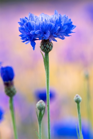 Klorane Cornflower απαλό ντεμακιγιάζ ματιών για ευαίσθητα μάτια