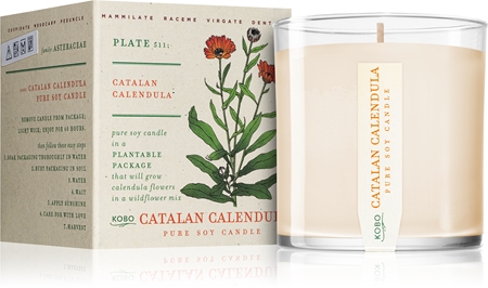 KOBO Plant The Box Catalan Calendula vonná sviečka