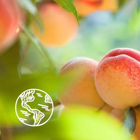 Le Petit Marseillais Pêche Blanche BIO & Nectarine BIO Bio gel douche doux