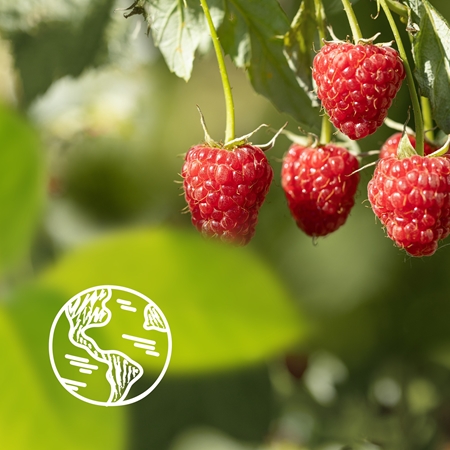 Le Petit Marseillais Raspberry BIO & Peony cremiges Duschgel