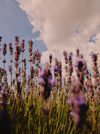 L’Occitane Lavender Närande handkräm