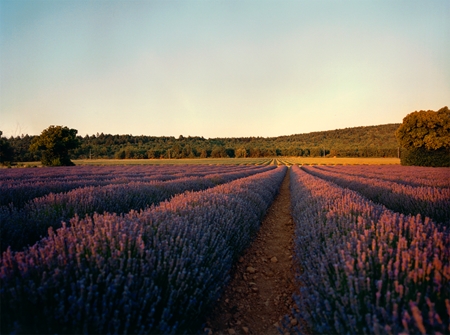 L’Occitane Lavender Närande handkräm