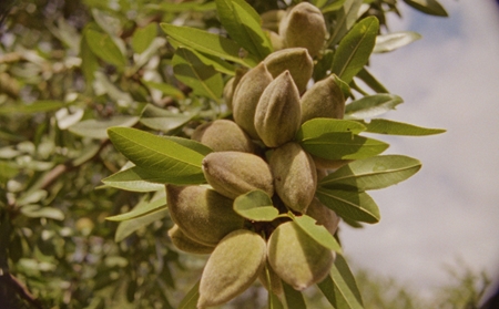 L’Occitane Almond Milk Concentrate Verstevigende Body Crème