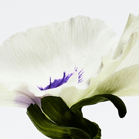 Loewe Aire Anthesis Eau de Parfum hölgyeknek