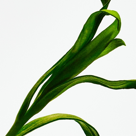 Loewe Esencia Elixir parfume til mænd