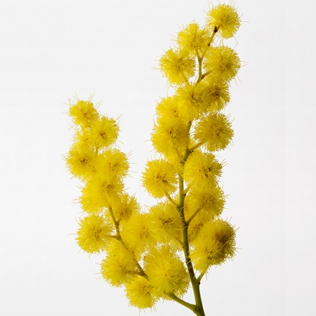 Reminiscence Sous un Mimosa de Provence тоалетна вода intense унисекс