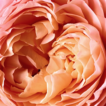Reminiscence Rose Tentation eau de parfum unisex