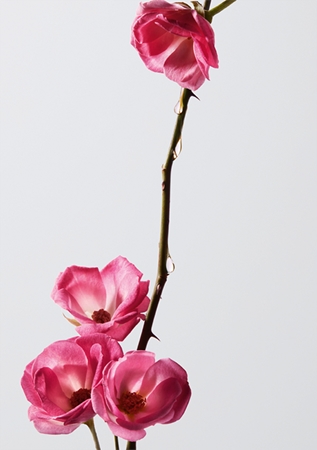 Shu Uemura Color Lustre balsam pentru a evidentia culoarea parului