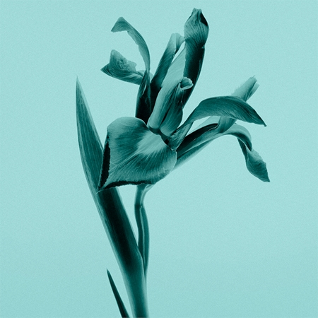 Tiffany & Co. Tiffany & Co. Sheer eau de toilette for women