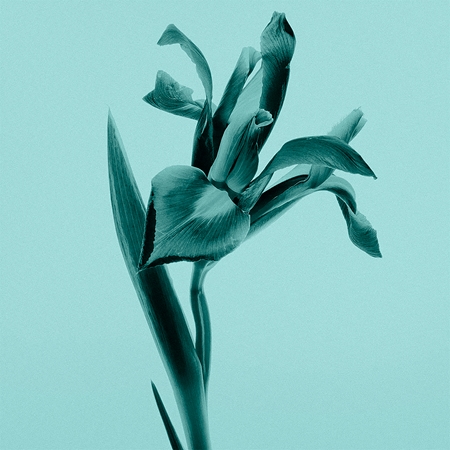 Tiffany & Co. Tiffany & Co. Sheer Eau de Toilette für Damen