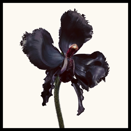 TOM FORD Black Orchid Reserve parfume Unisex