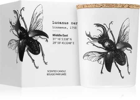Vila Hermanos Insect Lucanus Cervus candela profumata