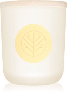 DW Home Vanilla & Raw Honey vonná sviečka s dreveným knotom