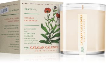 KOBO Plant The Box Catalan Calendula αρωματικό κερί