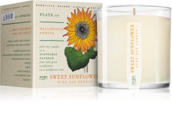 KOBO Plant The Box Sweet Sunflower lumânare parfumată