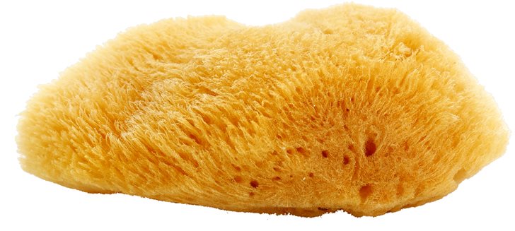 Magnum Natural Burete de mare Caraibe 10- 12 cm