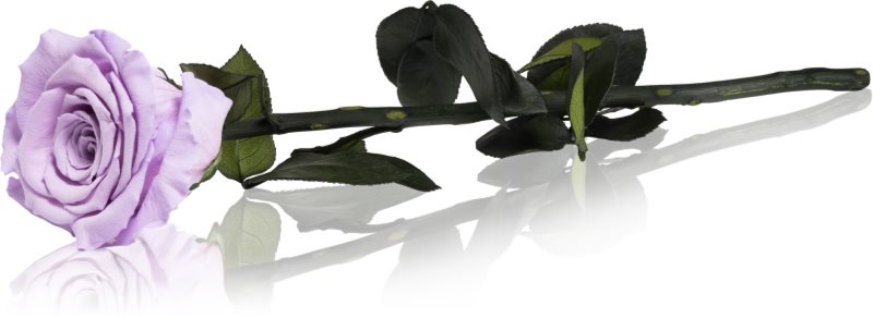 RoseAmor Lila trandafir stabilizat pe tulpină 30 cm 1 buc